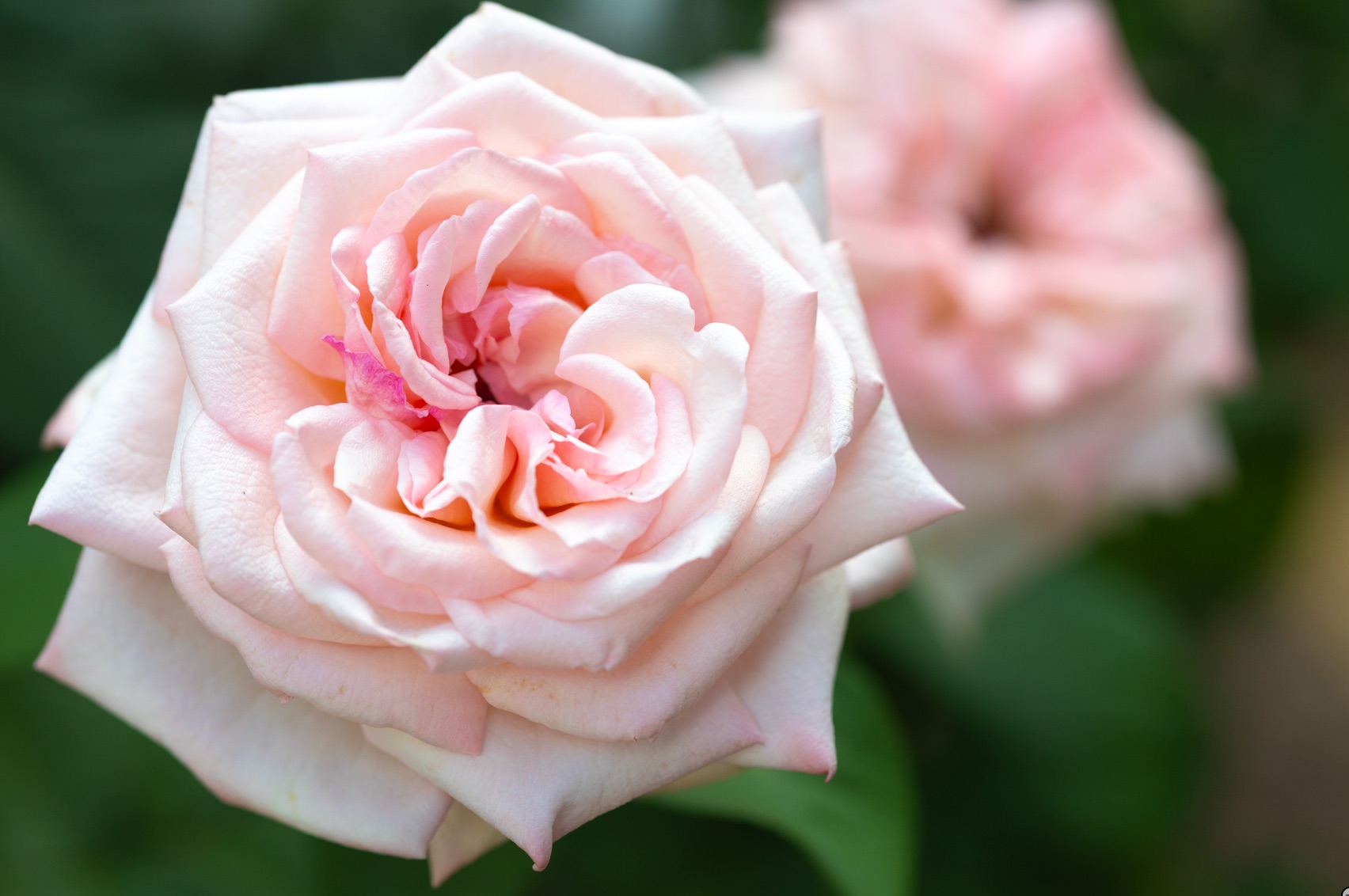 From Zero to 50+ Rose Bushes in One Season