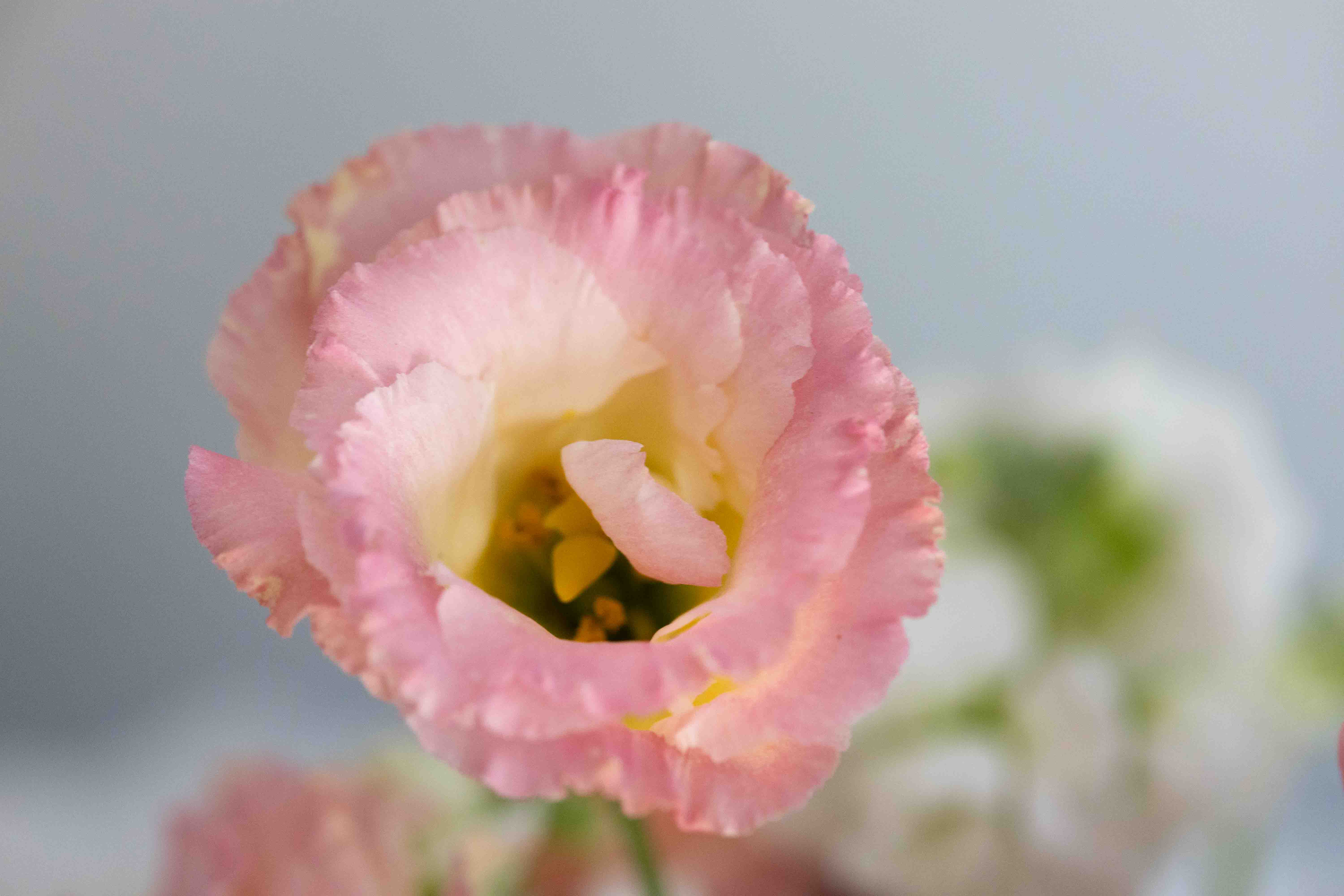 Lisianthus Love: Why This Cut Flower Queen is My 2026 Garden Obsession