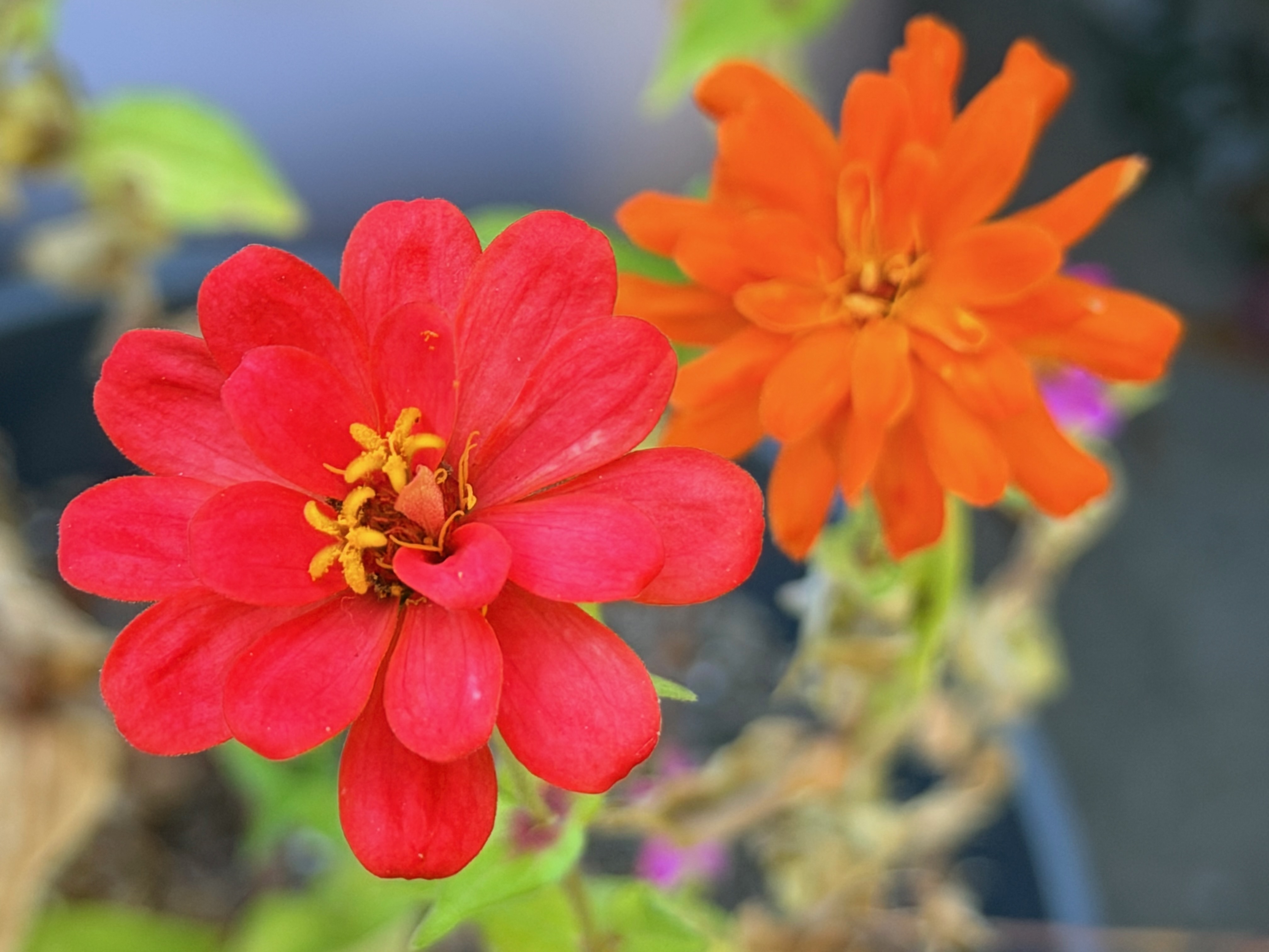 Why I’m Breaking Up With Zinnias for 2026