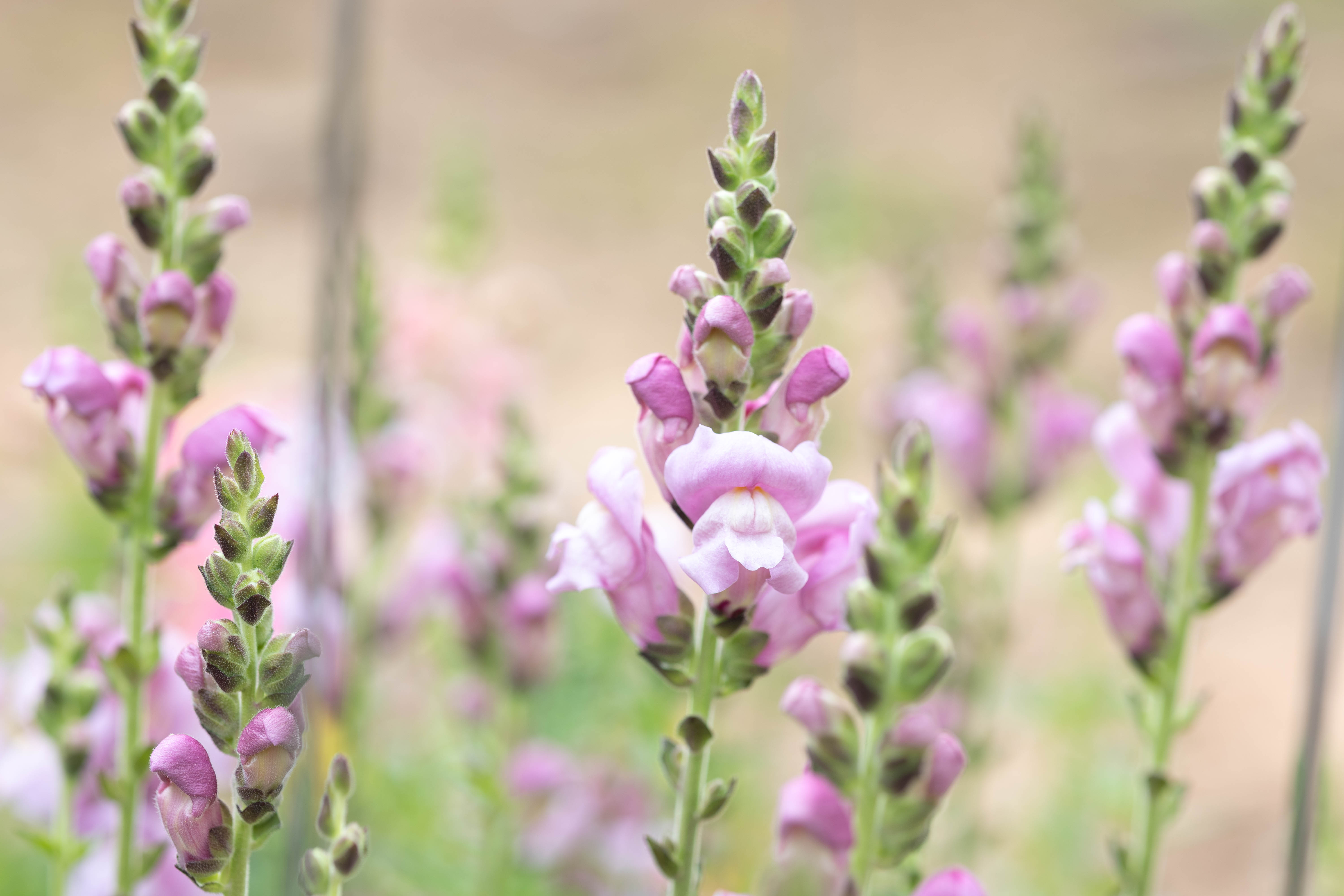 Holy Sh*t, I Grew Snapdragons!